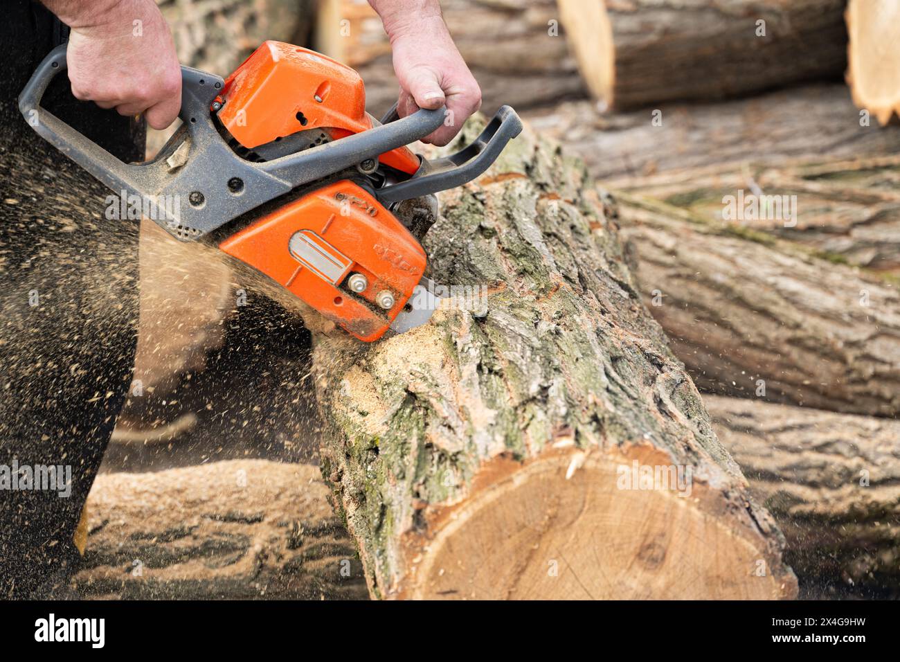 Man cuts pine log hi-res stock photography and images - Alamy