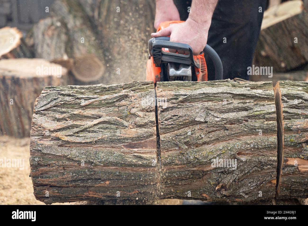 Man cuts pine log hi-res stock photography and images - Alamy
