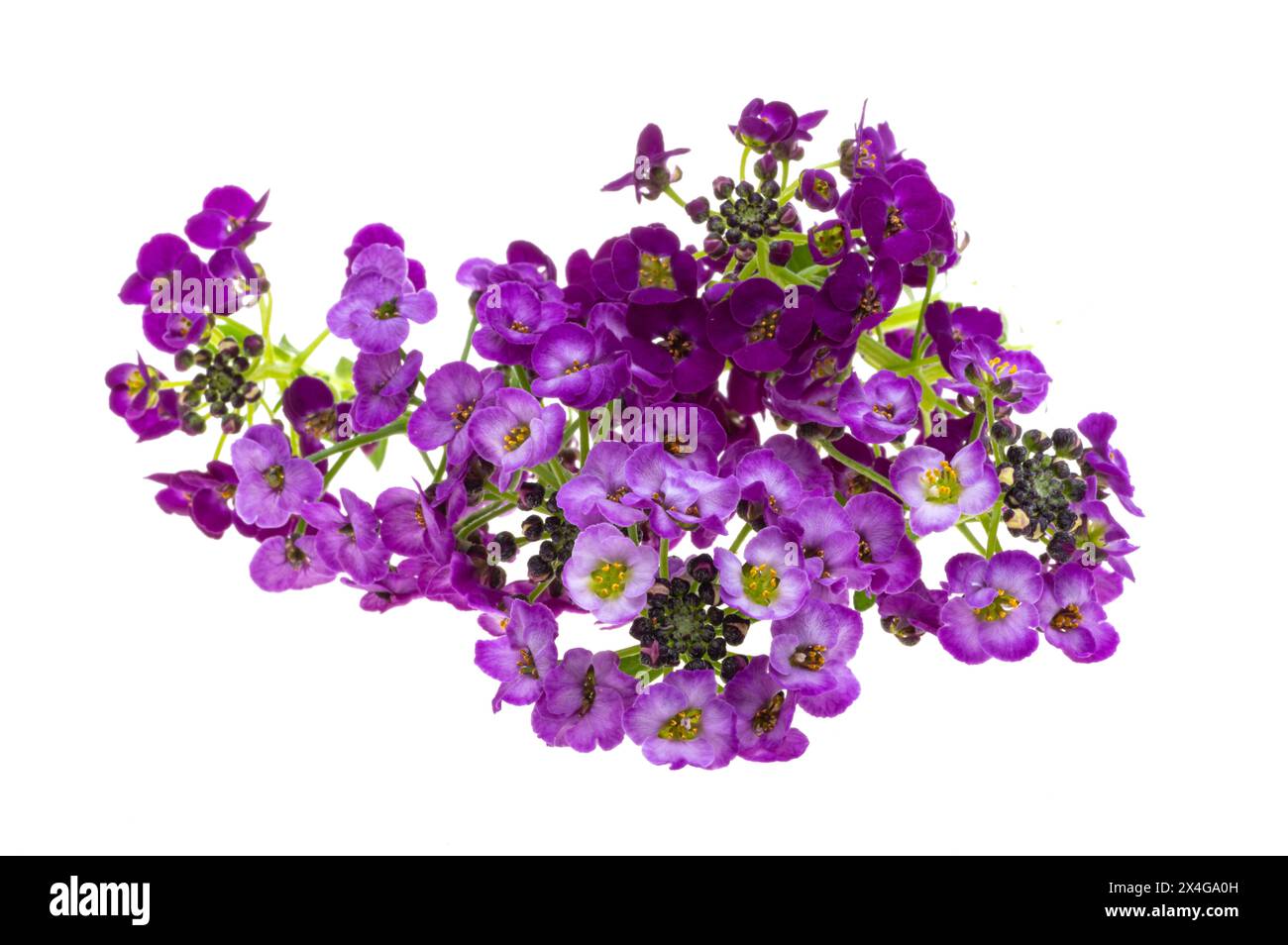 Closeup shot alyssum flowers hi-res stock photography and images - Alamy