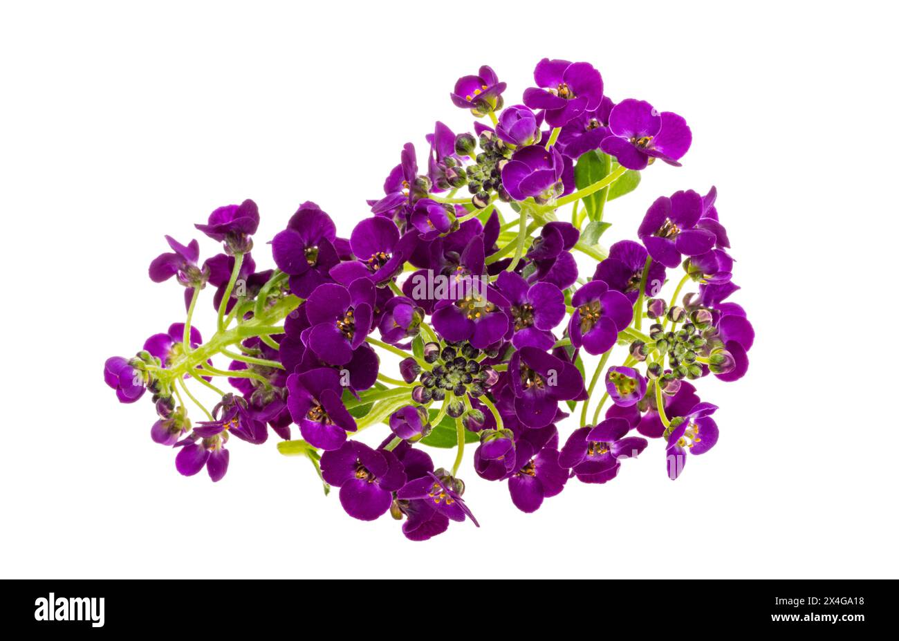 Closeup shot alyssum flowers hi-res stock photography and images - Alamy