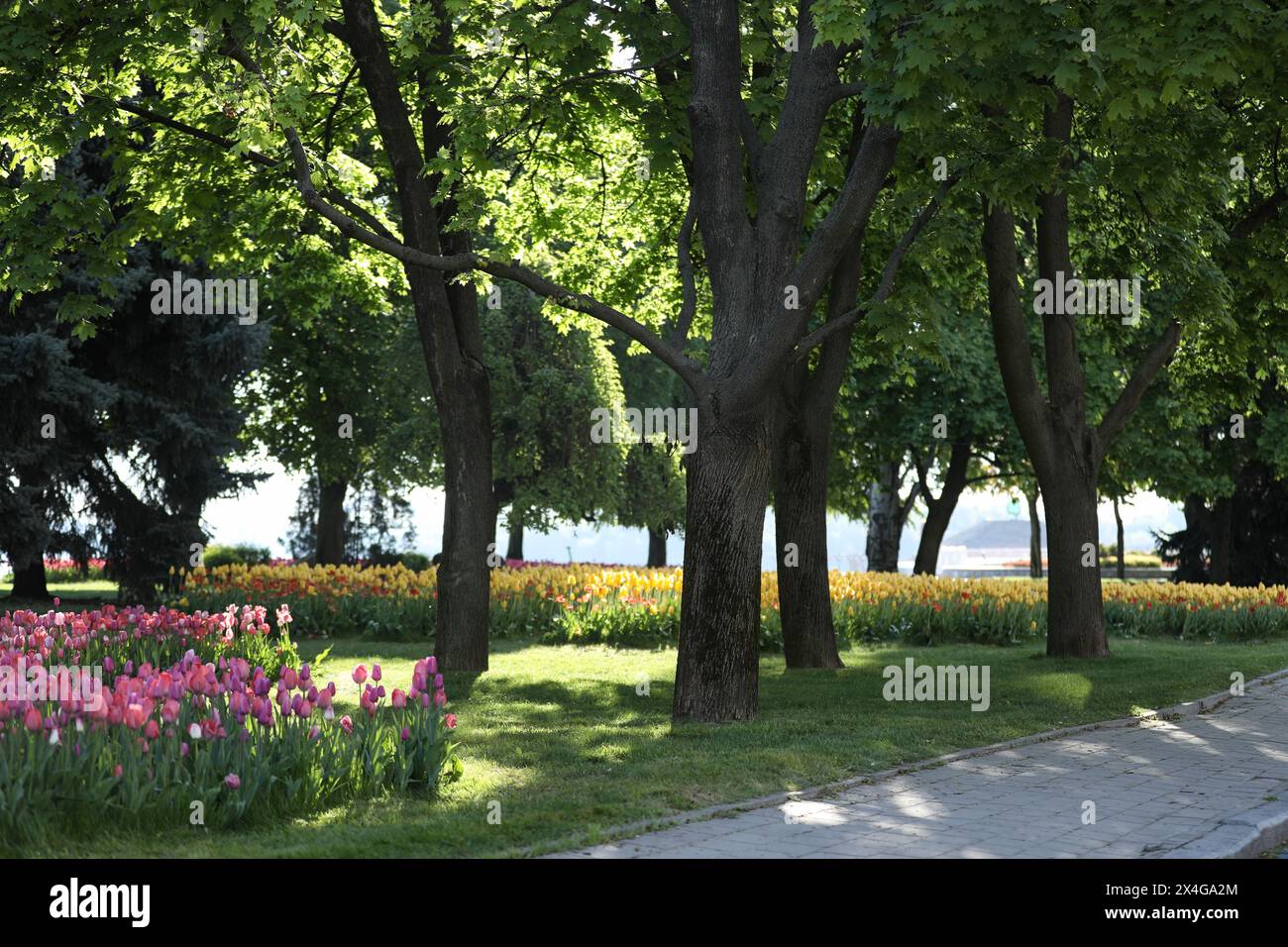 Spring field with pattern of beautiful tenderness color tulips Stock Photo