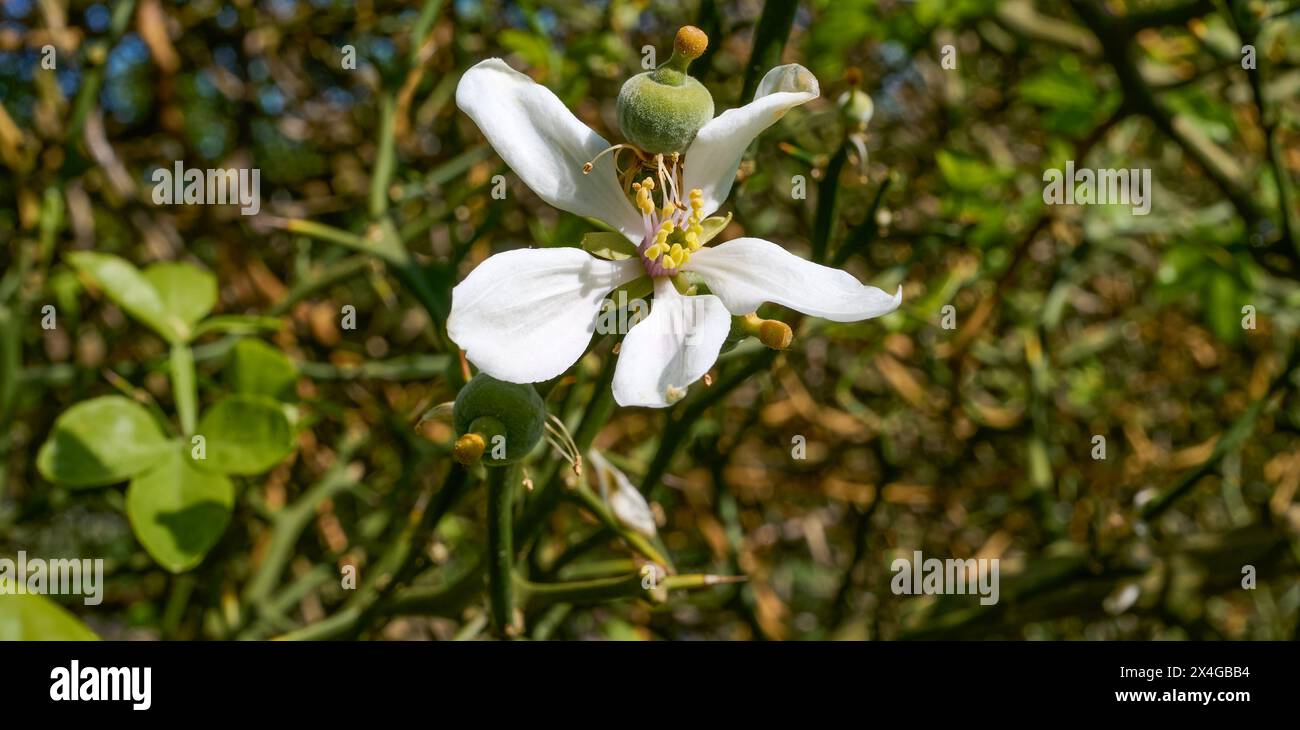 Fruit Knot and Flower of Chinese Bitter Orange resp.Poncirus trifoliata,lower Rhine region,Germany Stock Photo