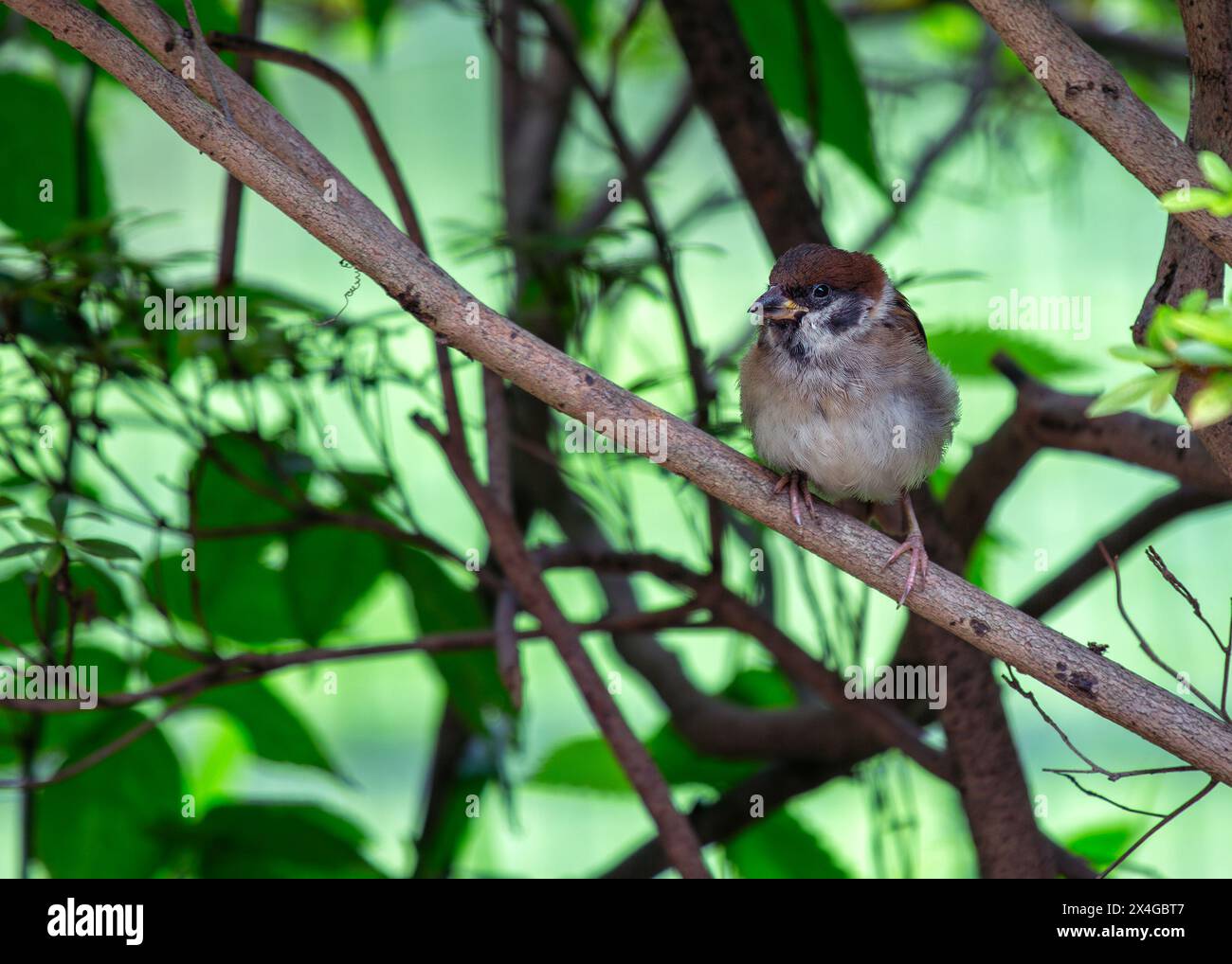 Small brown sparrow with black bib & chestnut cap. Thrives in London's parks, feasting on seeds & insects. Stock Photo