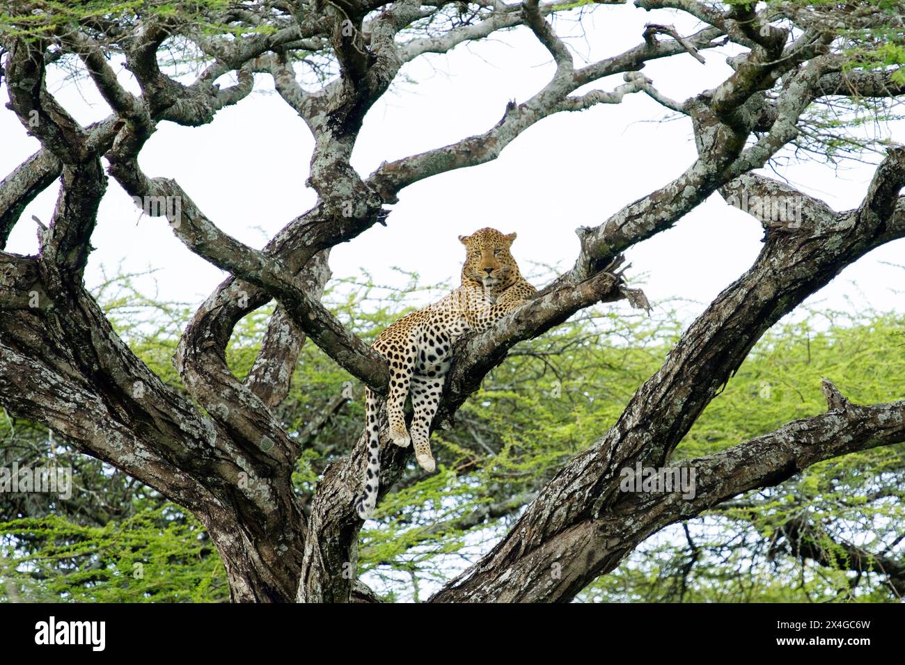 Africa, Tanzania. Portrait of a male leopard resting in an acacia tree ...