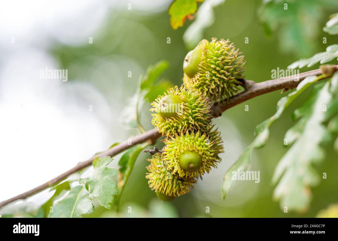 Austrian oak acorns on the tree Stock Photo - Alamy