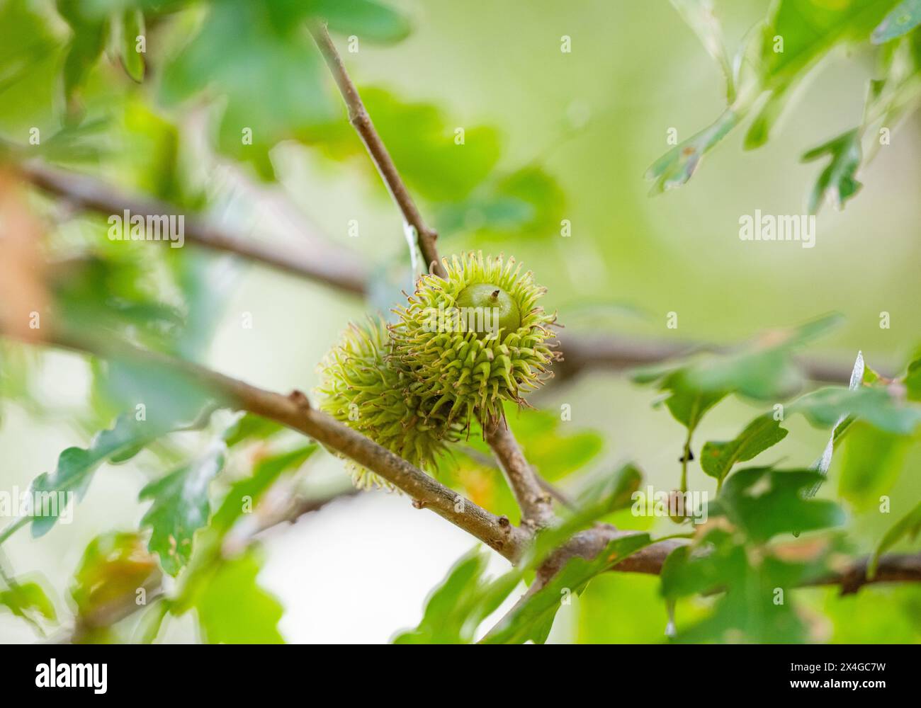 Austrian oak acorns on the tree Stock Photo - Alamy