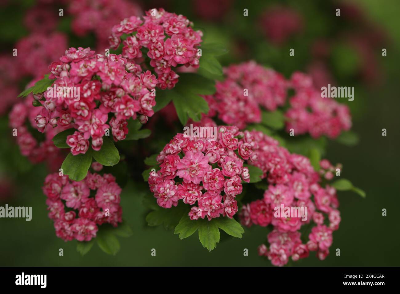 Pattern of Hawthorn flowers and copy space Stock Photo