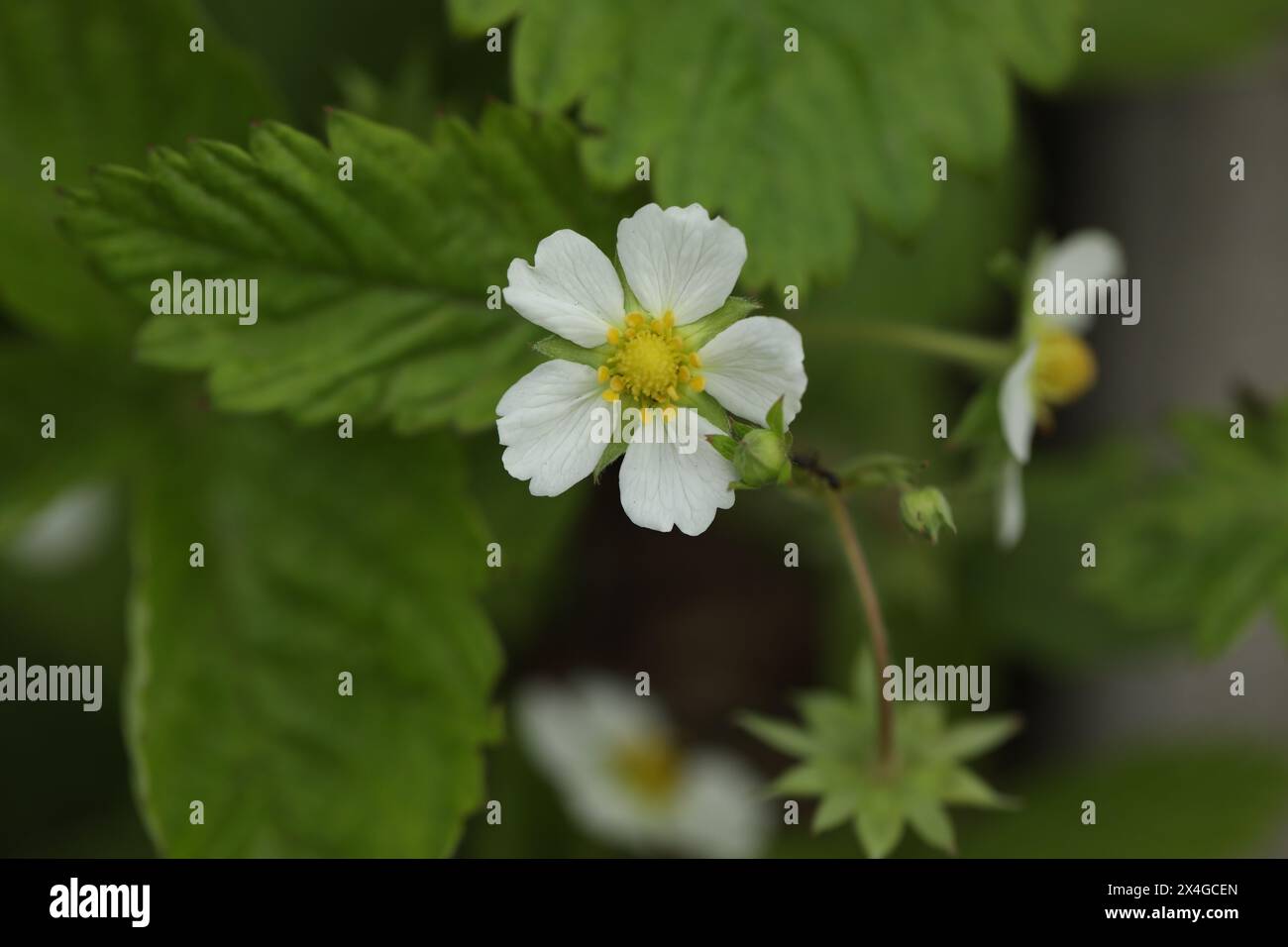 Green backgound with wild strawberry flowers Stock Photo - Alamy