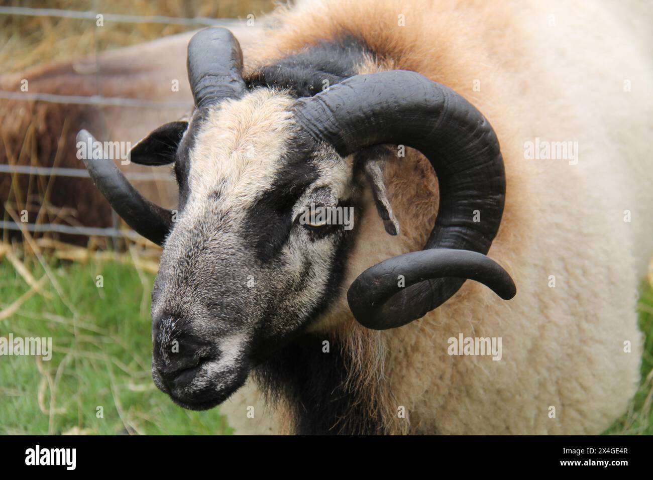 The Large Horns on an Adult Farm Sheep Ram Stock Photo - Alamy