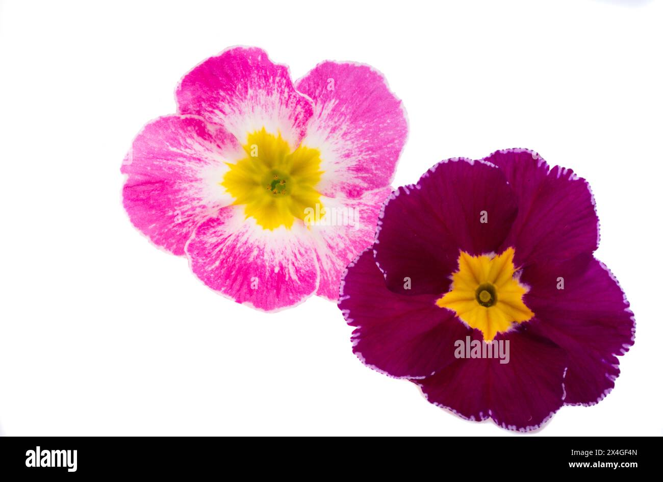 primrose flowers isolated on white background Stock Photo