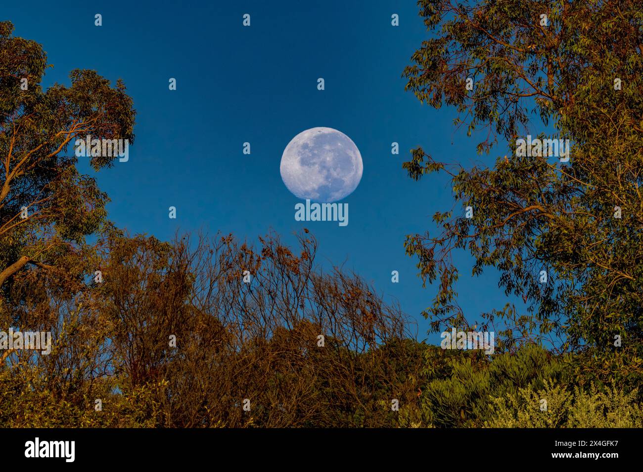 Moon above the trees on the Bickley hills, Perth, Western Australia. Stock Photo