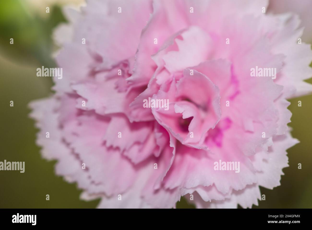 Rosa Frühlingsfarbe Stock Photo