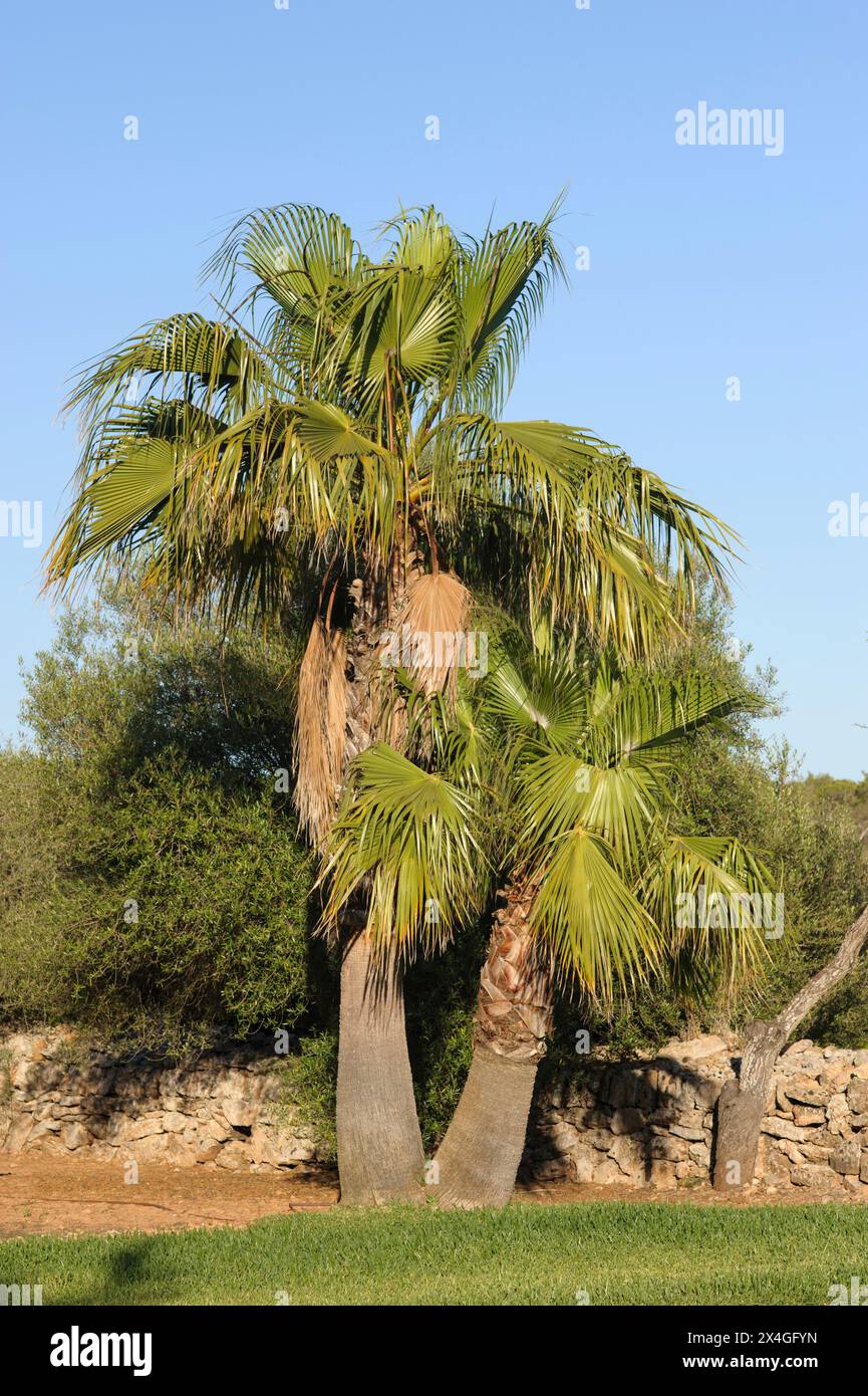 Mexikanische Fcherpalme Pflege