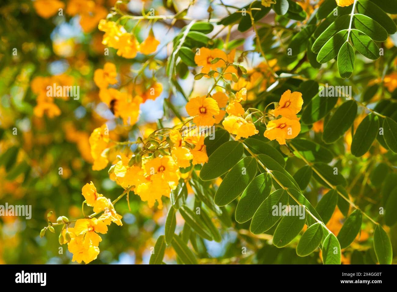 tipuana-hi-res-stock-photography-and-images-alamy