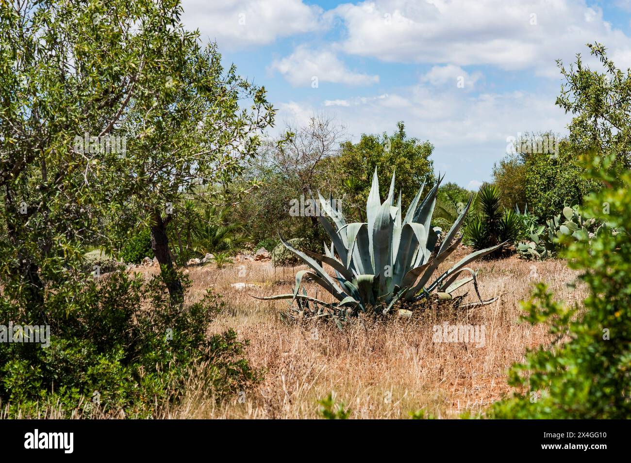 Amerikanische Agave Stock Photo