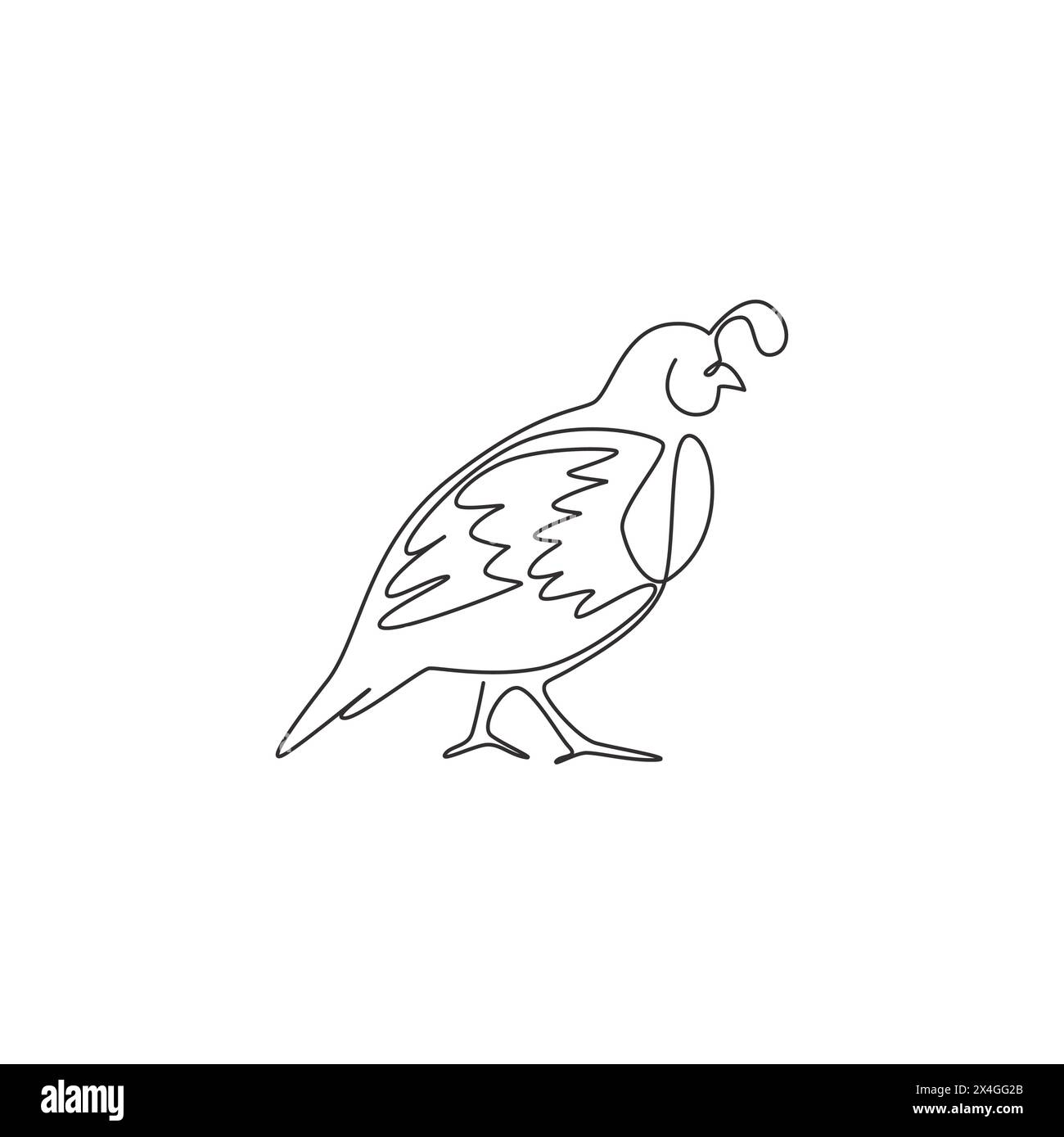 One single line drawing of funny valley quail for logo identity