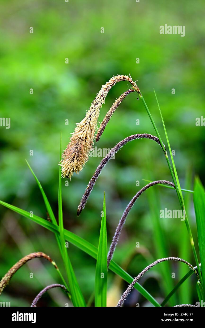 Around the uk pendulous sedge carex pendula stock photo alamy