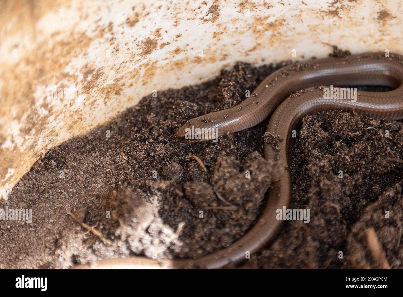 A selective focus of a small legless lizard, The scraggly spindle is a reptile, It is also called the deaf viper, blind worm or regionally. Garden. Stock Photo