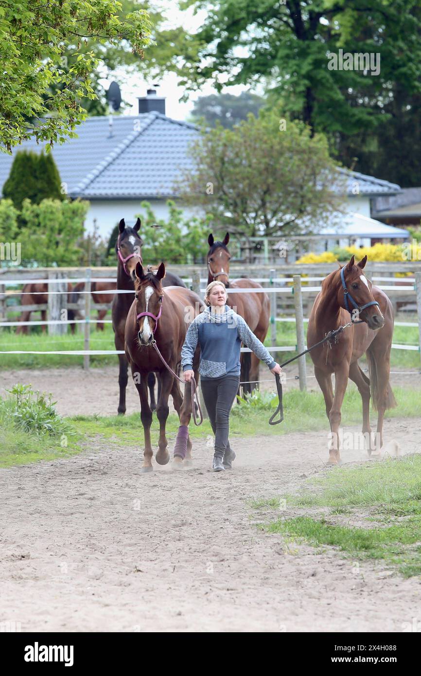 Bring in from the paddock hi-res stock photography and images - Alamy