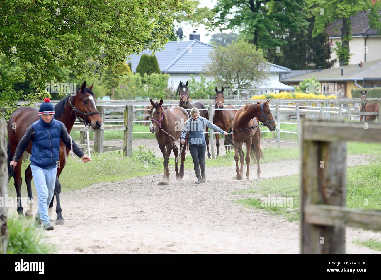 Bring in from the paddock hi-res stock photography and images - Alamy