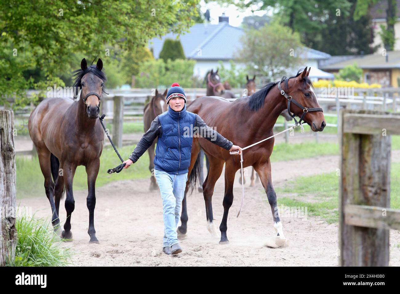 Bring in from the paddock hi-res stock photography and images - Alamy