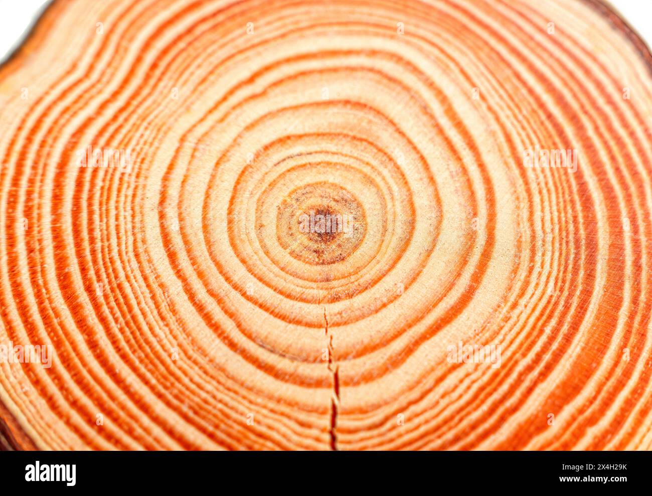 Slice of wood showing extreme close-up of the concentric annual rings spaced on the surface. Stock Photo