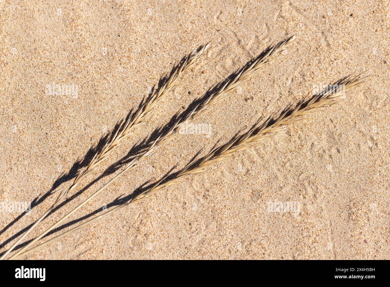 Dry ears of Leymus arenarius lay on sand on a sunny spring day, Baltic Sea coast natural background Stock Photo