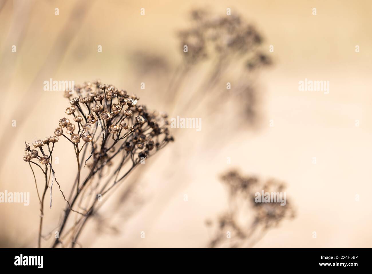 Dry tansy flowers are on sandy coast of Baltic Sea on a sunny spring day over blurred background, abstract natural photo with selective soft  focus Stock Photo