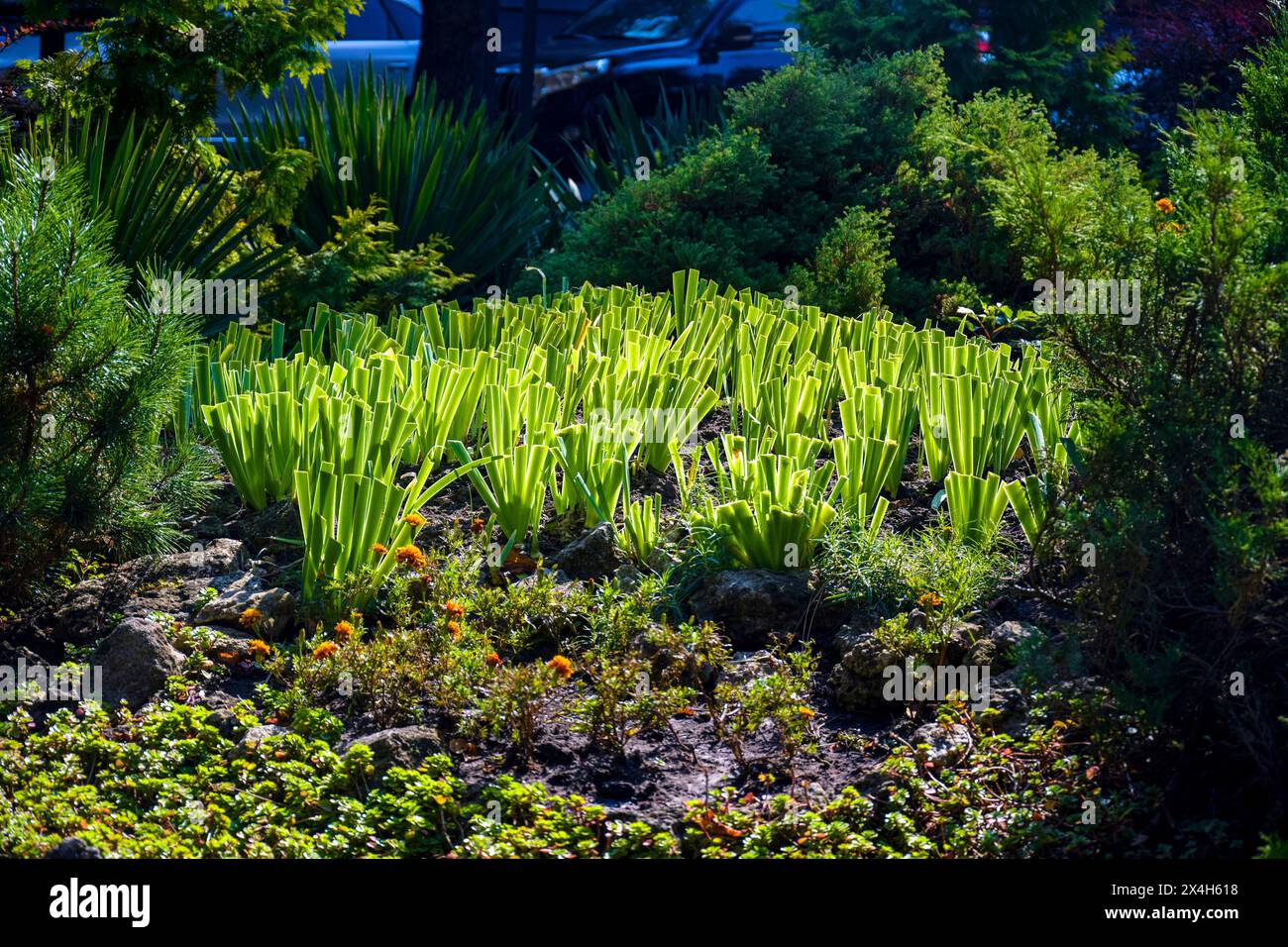 Garden flower bed with variety of colorful flowers in park in summer ...