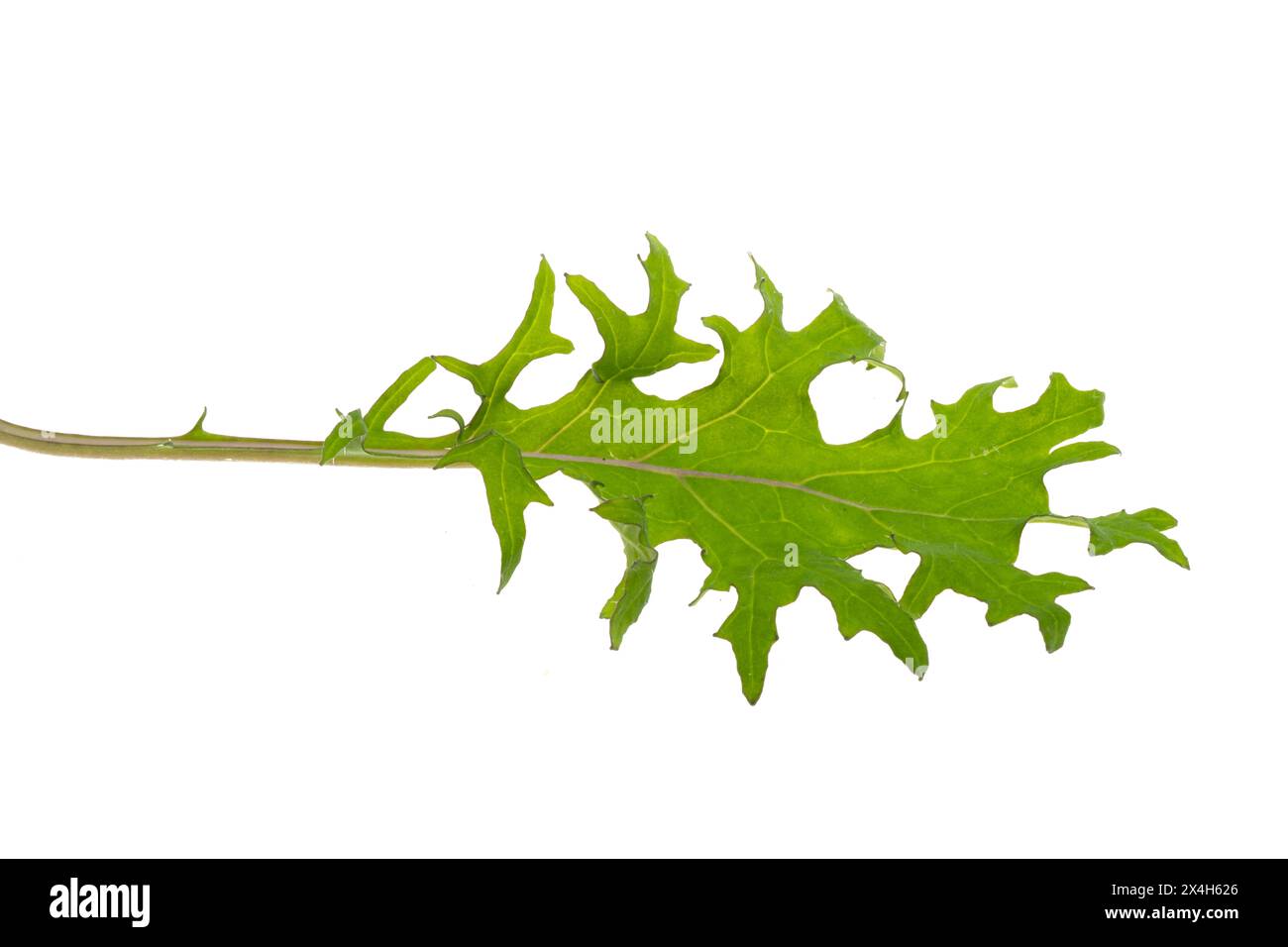 lettuce leaf mix isolated on white background Stock Photo