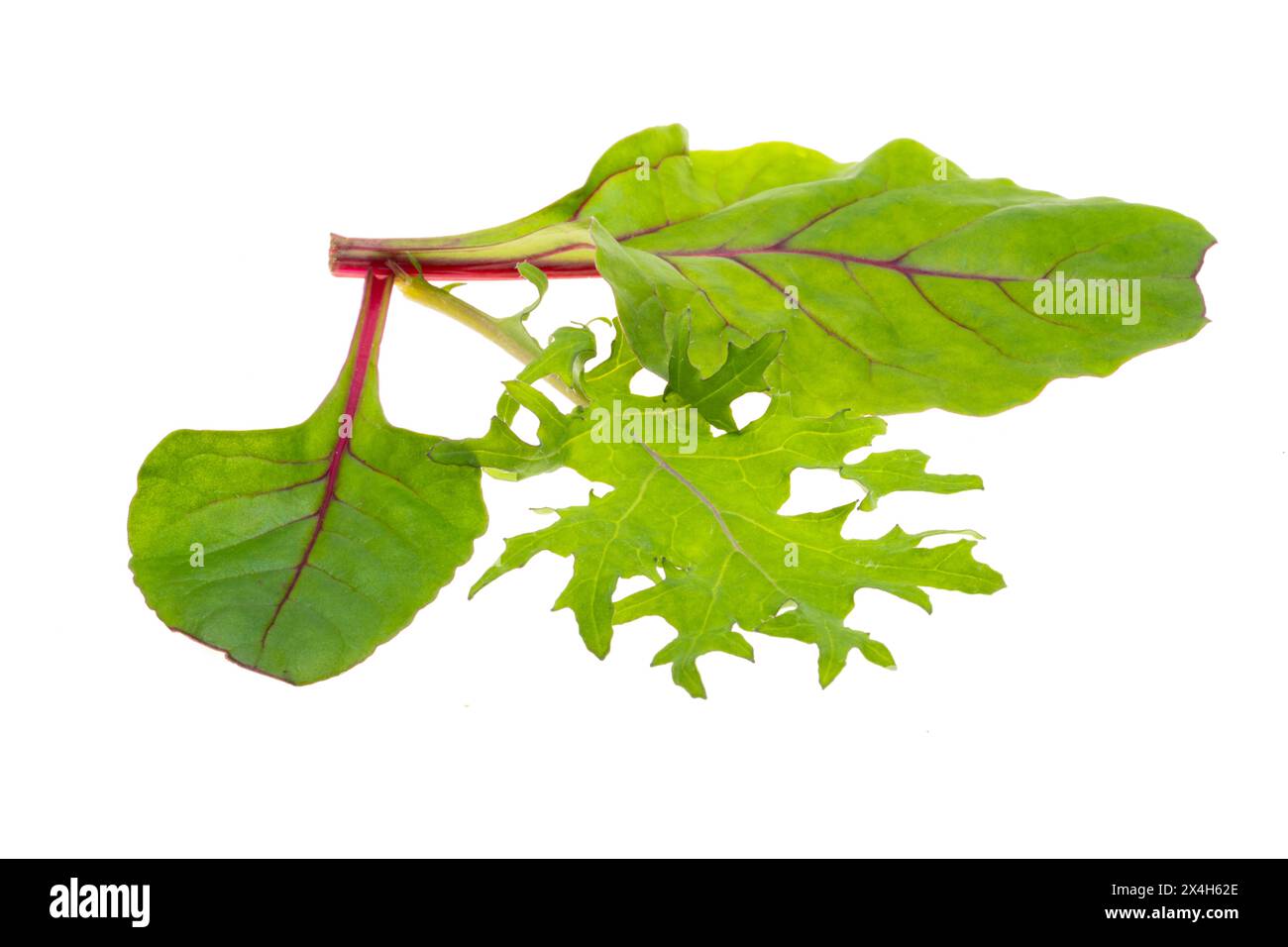 lettuce leaf mix isolated on white background Stock Photo