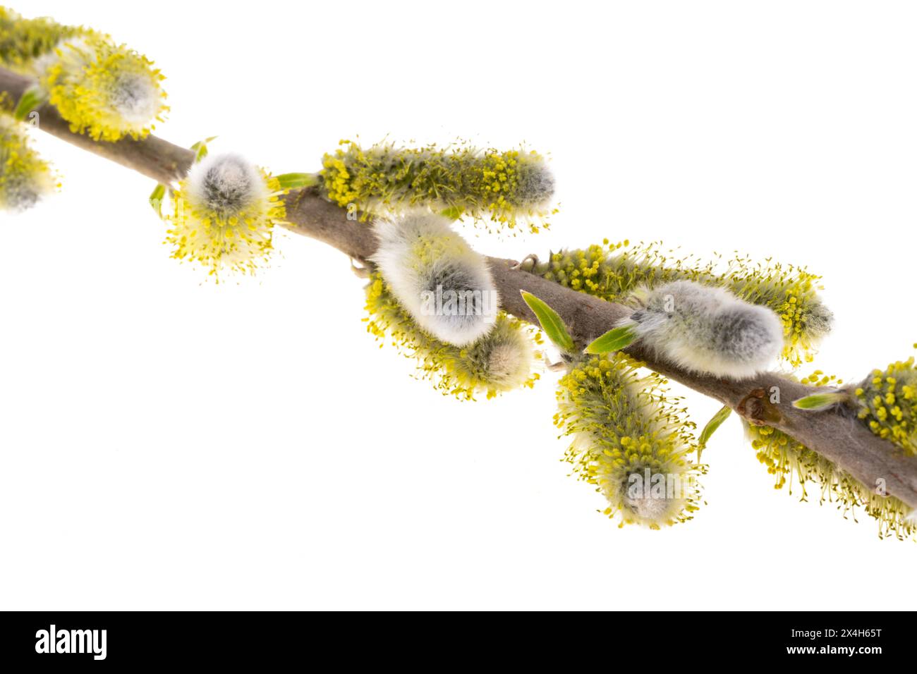 willow isolated on white background Stock Photo