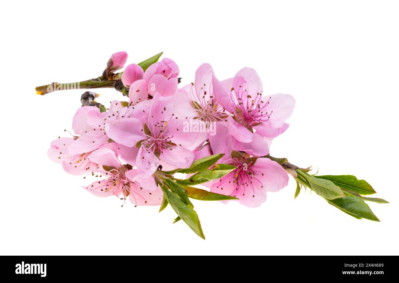 sakura flowers isolated on white background Stock Photo - Alamy