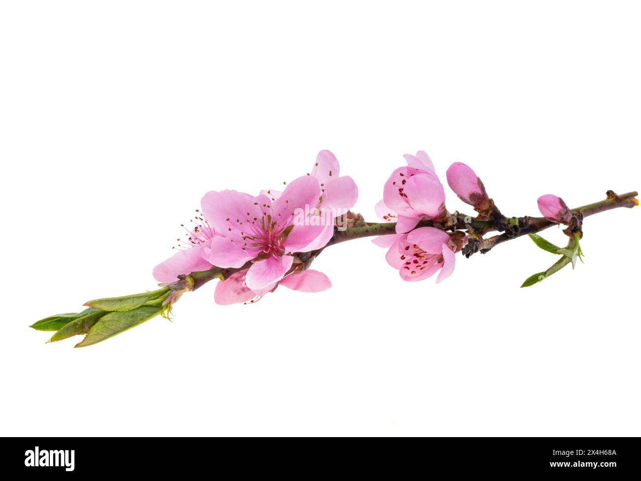 sakura flowers isolated on white background Stock Photo - Alamy