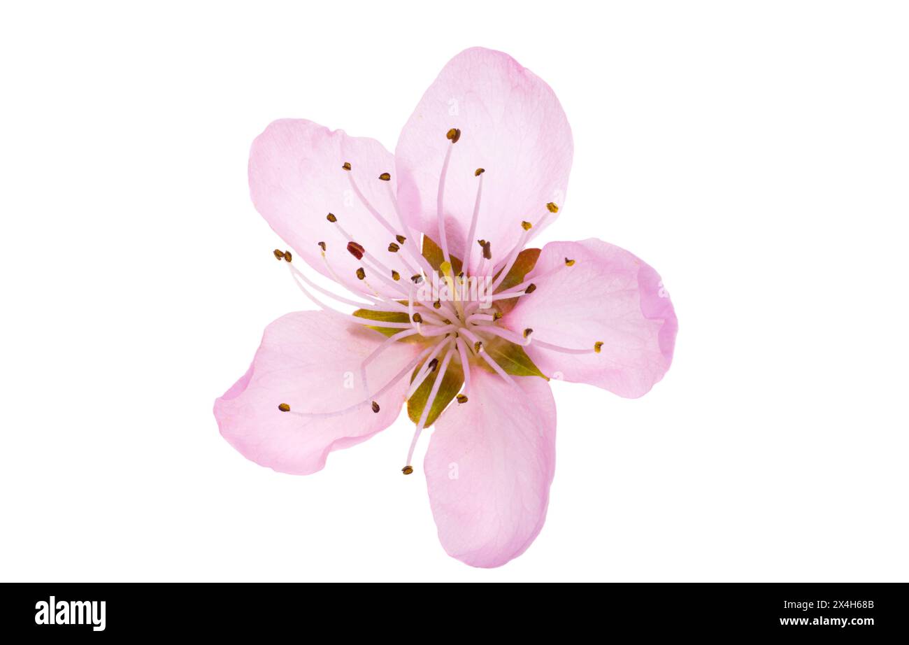 sakura flowers isolated on white background Stock Photo - Alamy