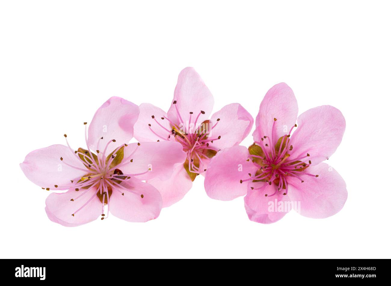 sakura flowers isolated on white background Stock Photo - Alamy