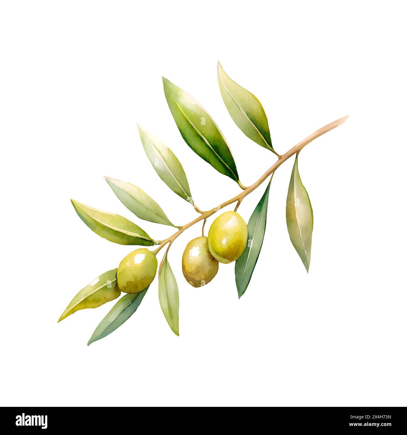 Olives branch watercolor, isolated on white background. Vector ...