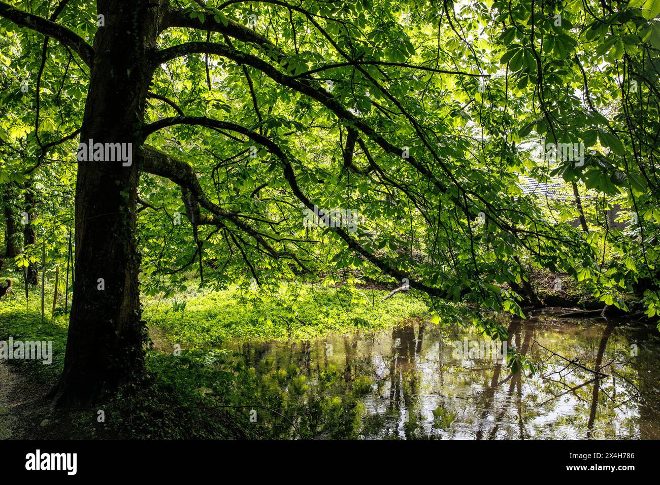 old trees at the moat of castle Tuernich, Kerpen-Tuernich, North Rhine-Westphalia, Germany. alte Baeume am Wassergraben von Schloss Tuernich, Kerpen-T Stock Photo