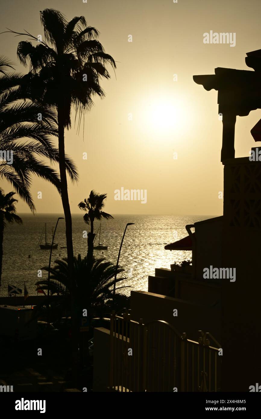 golden sunset over the ocean, with palm trees silhouetted against the ...