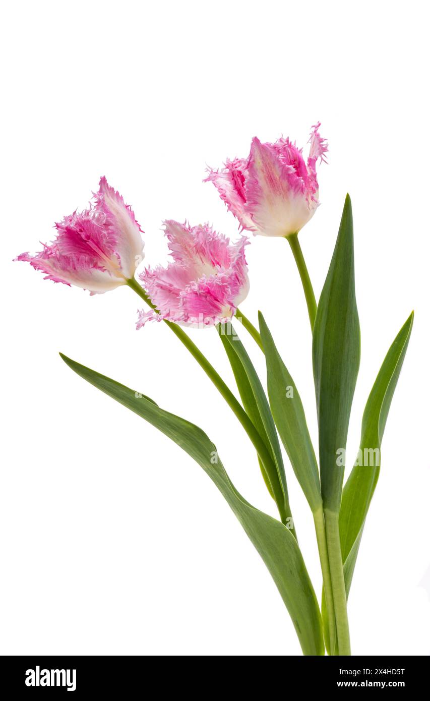 tulip flowers isolated on white background Stock Photo - Alamy