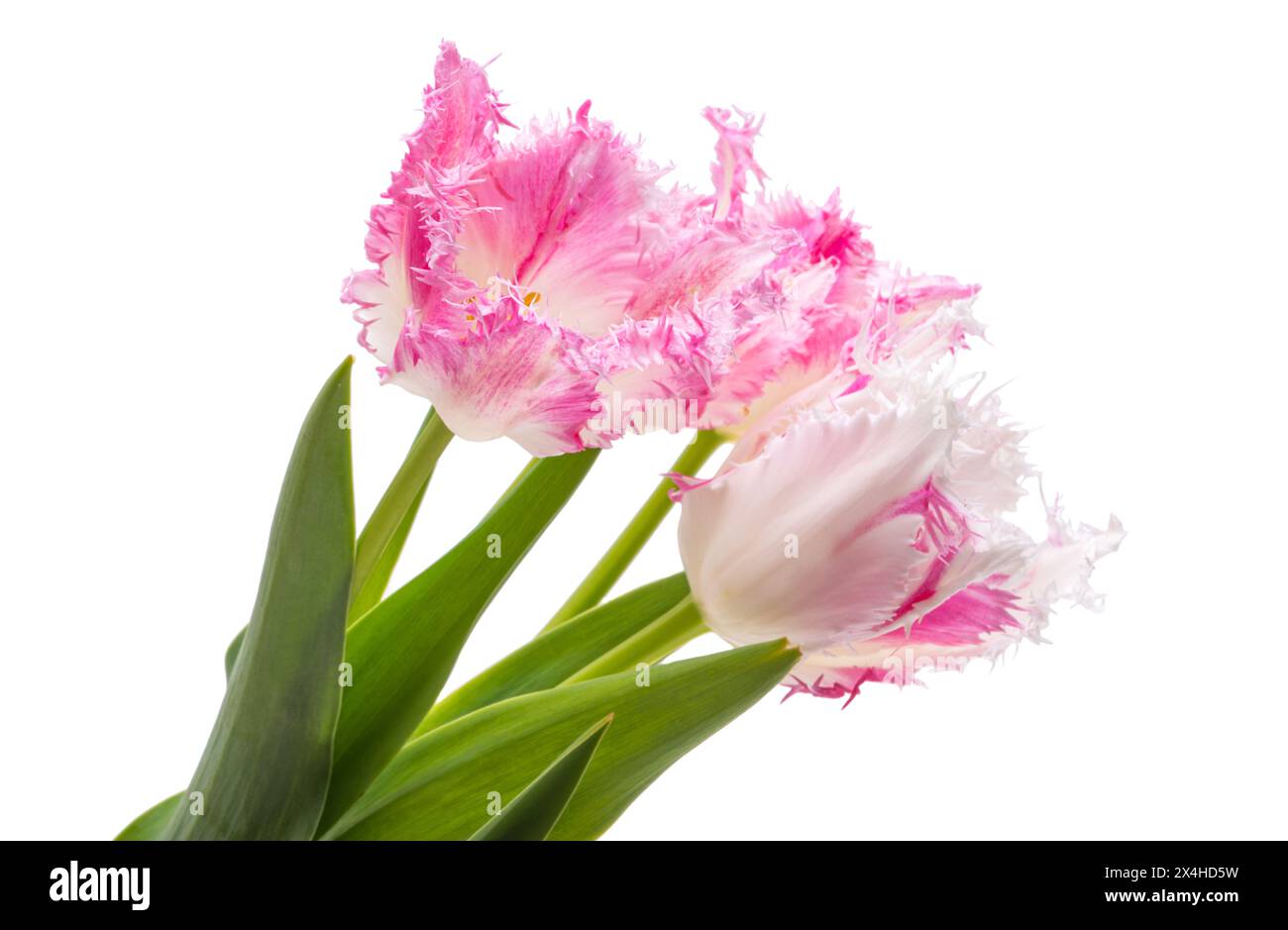 tulip flowers isolated on white background Stock Photo - Alamy