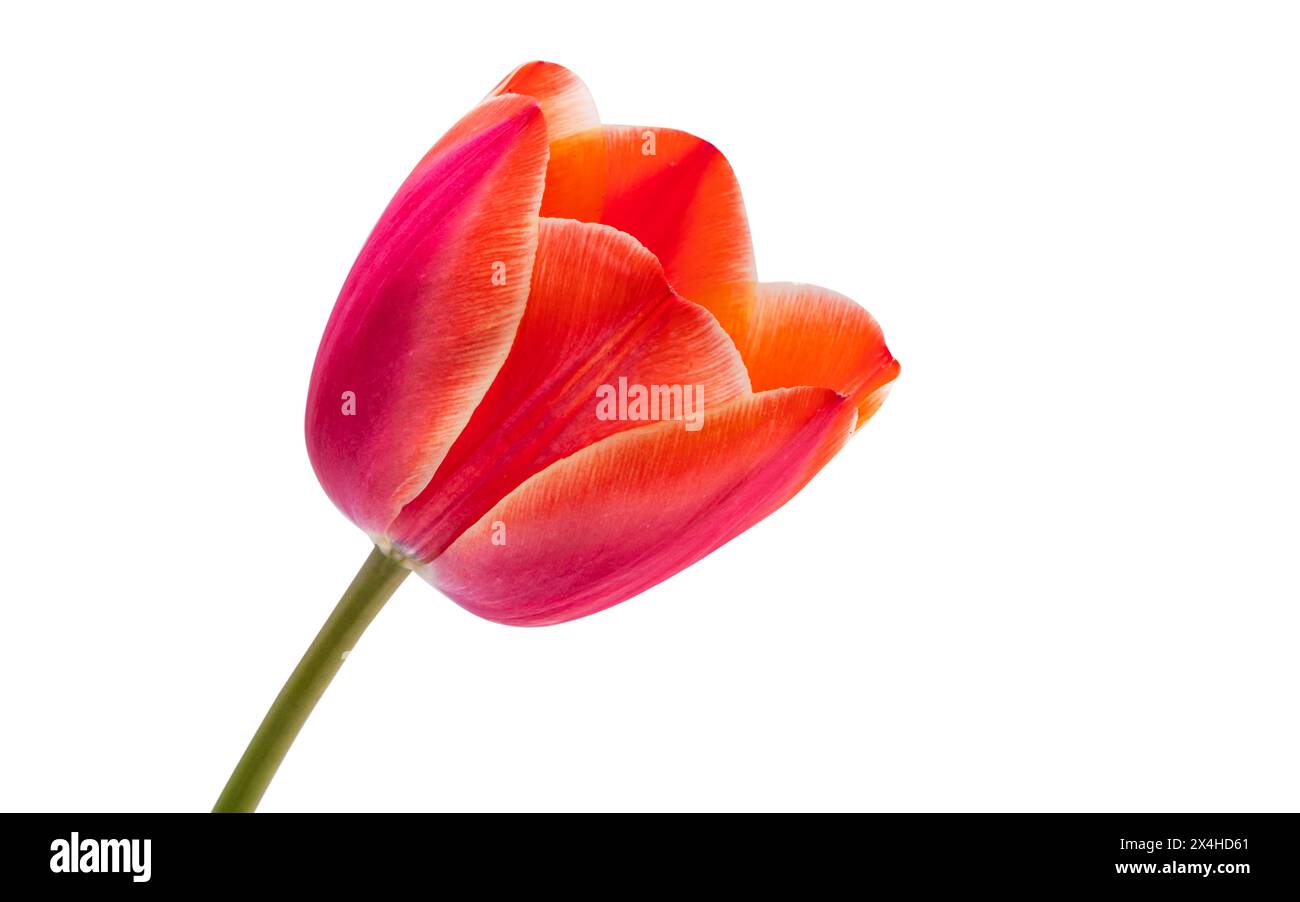 tulip flowers isolated on white background Stock Photo - Alamy