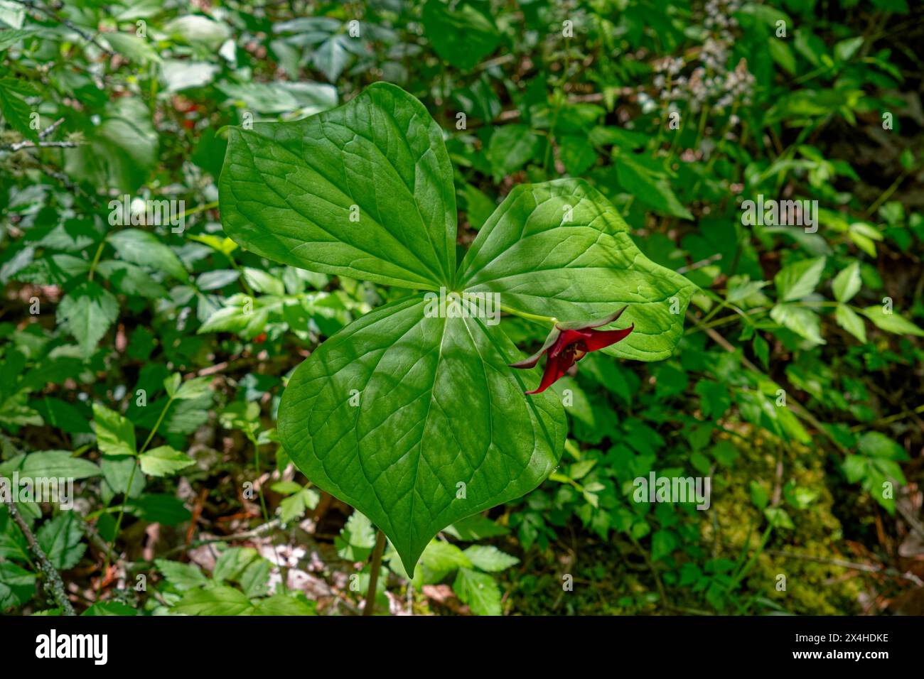 Single red flower nodding downward on a three large leaf trillium top closeup view in the shade growing wild in the forest on a sunny day in springtim Stock Photo