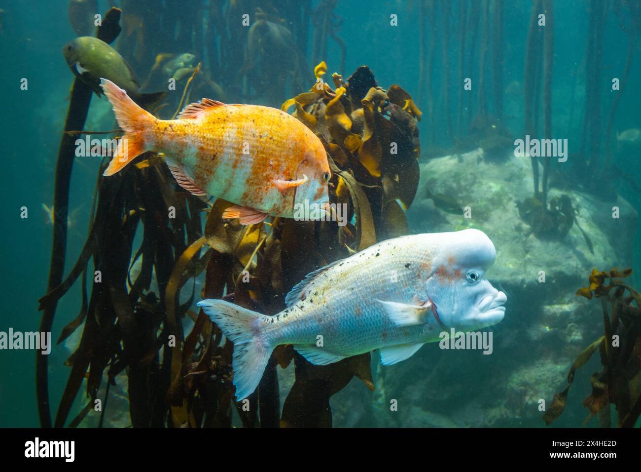 Two beautifully coloured tropical fish Black musselcracker Cymatoceps