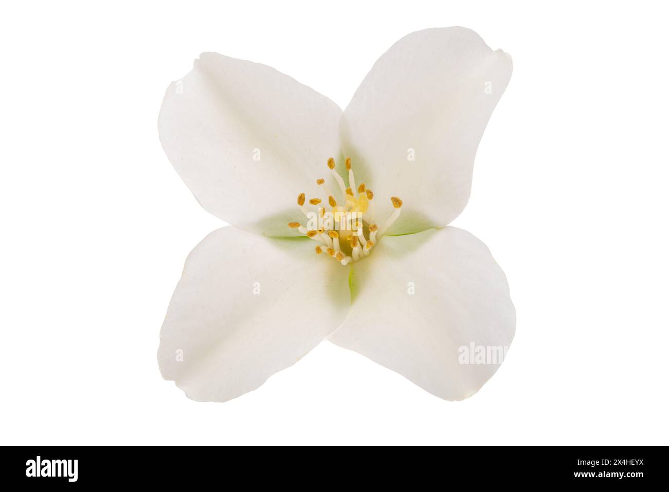 jasmine flower isolated on white background Stock Photo - Alamy