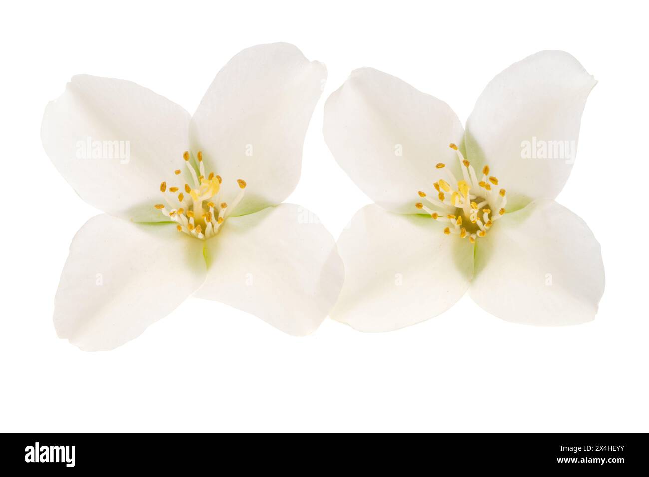 jasmine flower isolated on white background Stock Photo - Alamy