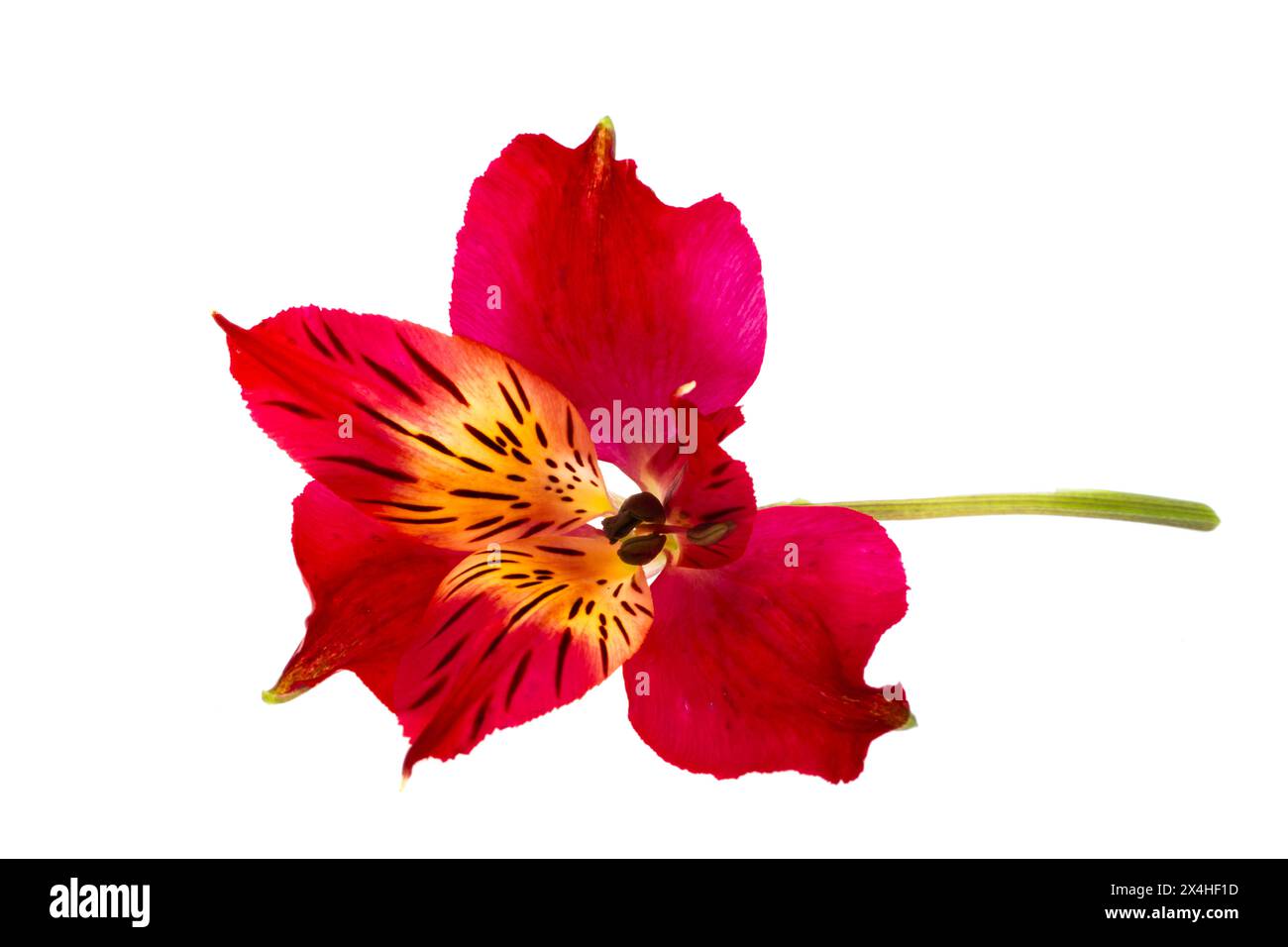 red alstroemeria isolated on white background Stock Photo