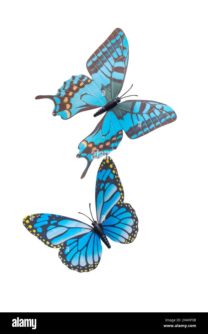 butterfly isolated on white background Stock Photo - Alamy