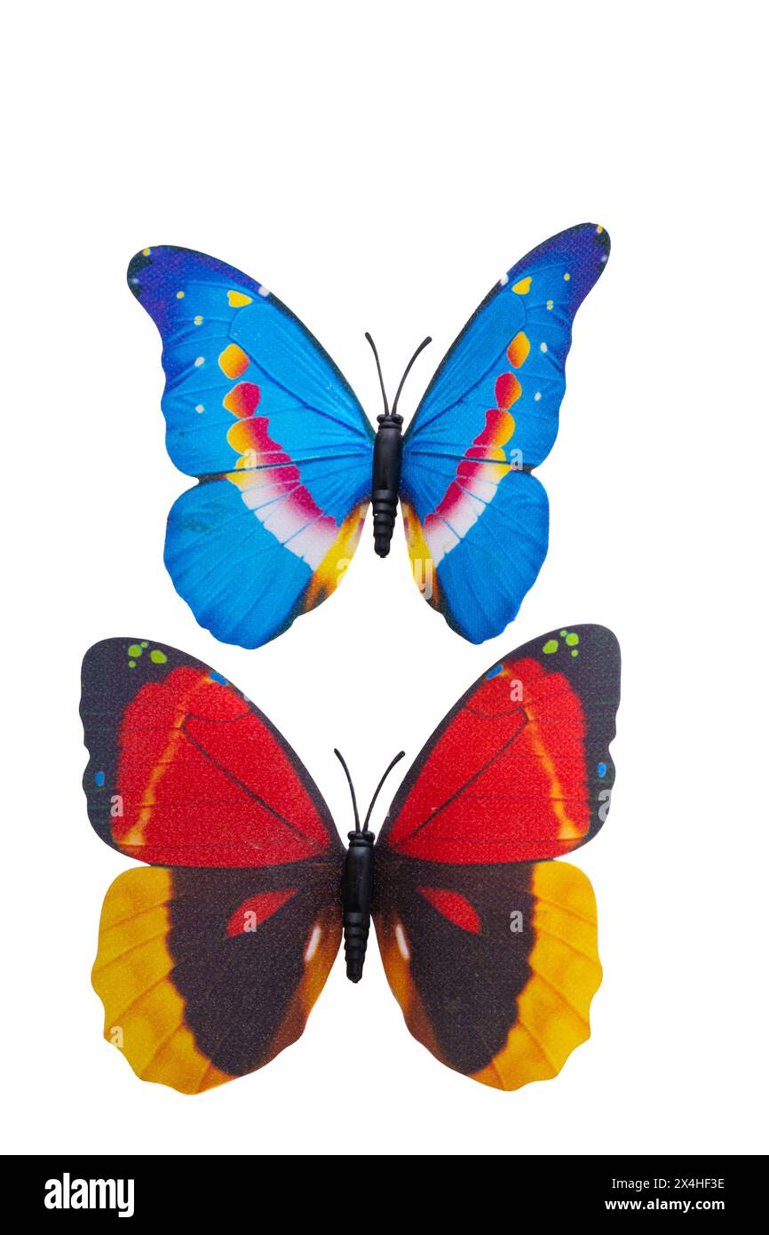 butterfly isolated on white background Stock Photo - Alamy