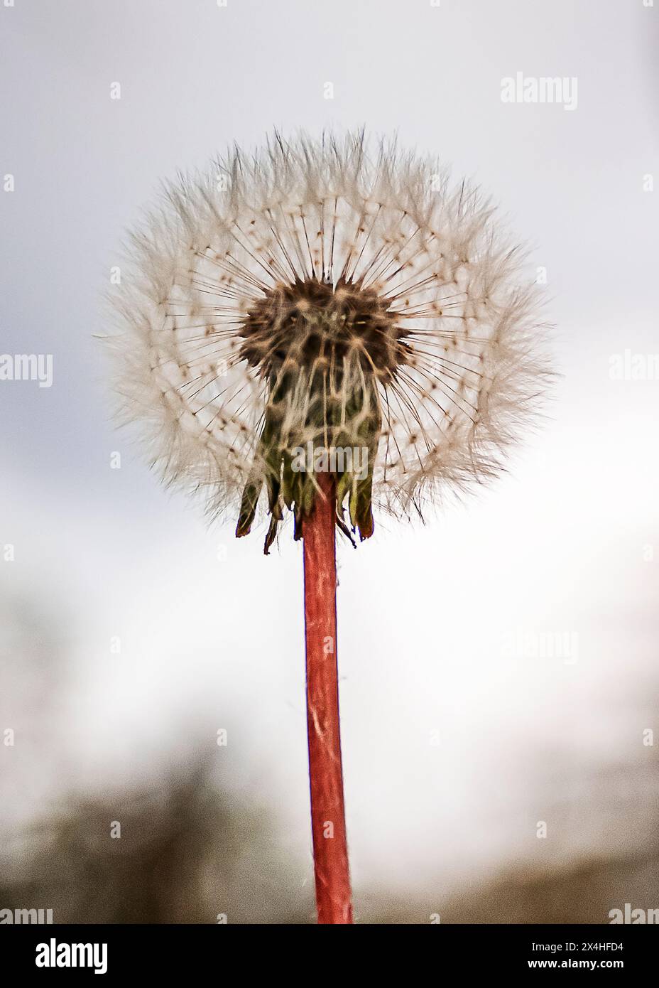 Blown away by the wind hi-res stock photography and images - Alamy
